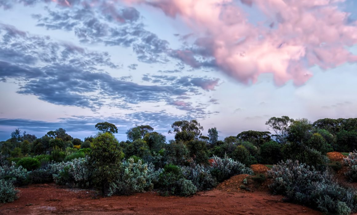 Blue and pink sky in Kalgoorlie over the bush