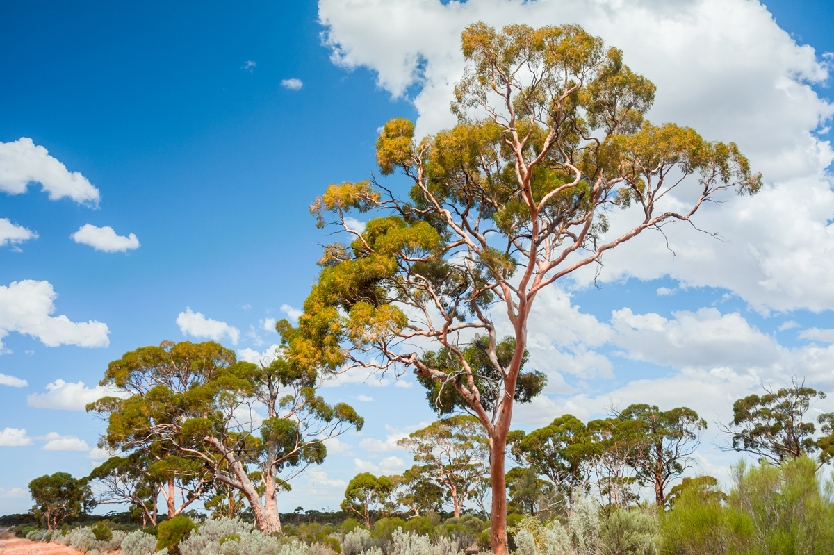 Salmon gum trees in the bush around Kalgoorlie