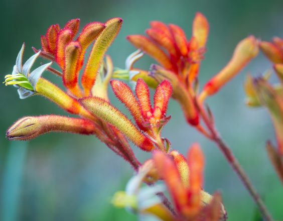 Native wildflowers in Kalgoorlie, zoomed in