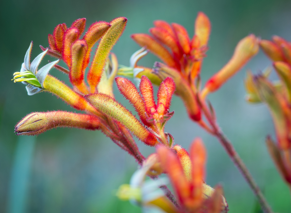 Wildflowers