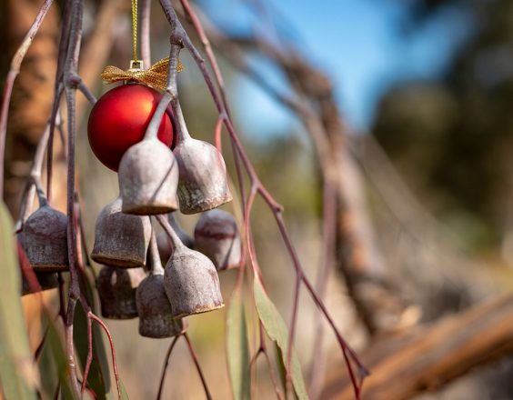 A Christmas bauble hangs from a gum tree branch with gum nuts