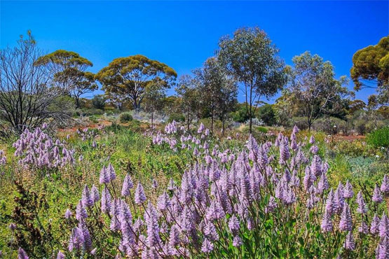 Purple wildflowers in Kalgoorlie