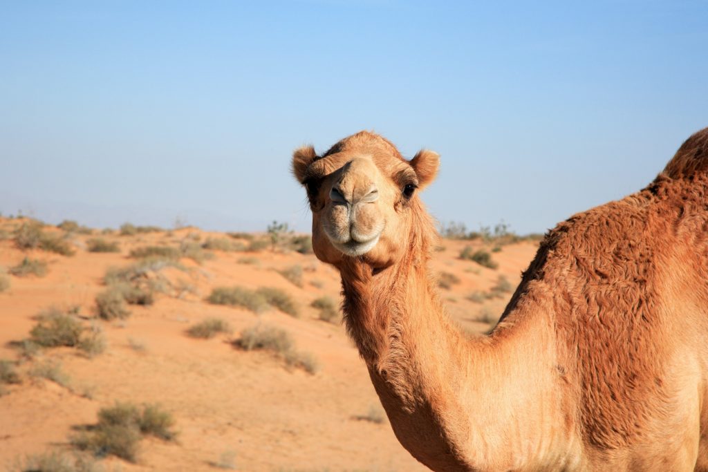 A camel walks in the desert